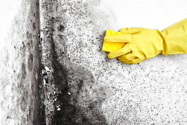 Best Kitchen Mold Remediation in Harlan, KY
