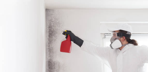 Best Post-Remediation Services in Harlan, KY